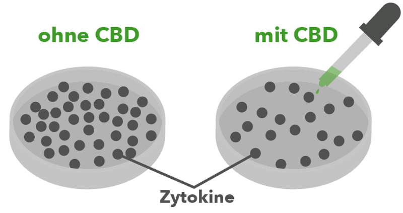 Corona CBD Zytokine